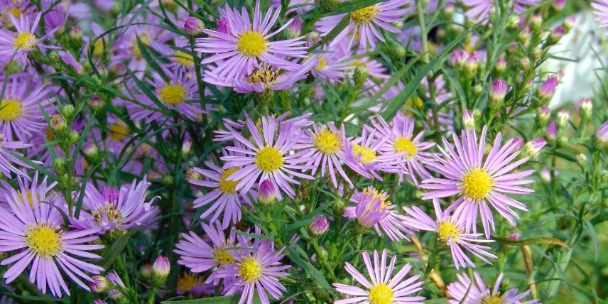 La floraison de l'Aster ericoides 'Esther'