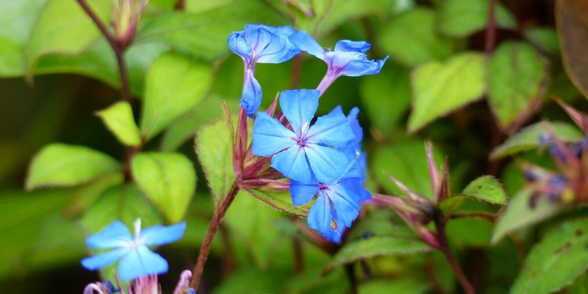 La floraison du Ceratostigma