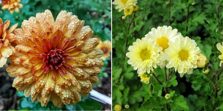 La floraison automnale des chrysanthèmes