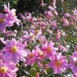 10 vivaces à floraison de début d'automne