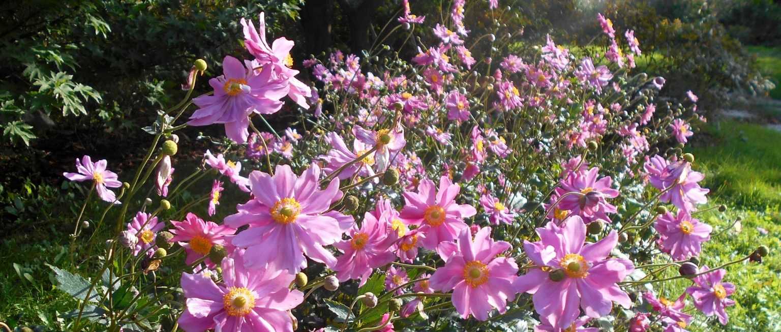 Floraison de début d’automne : les 10 meilleures vivaces