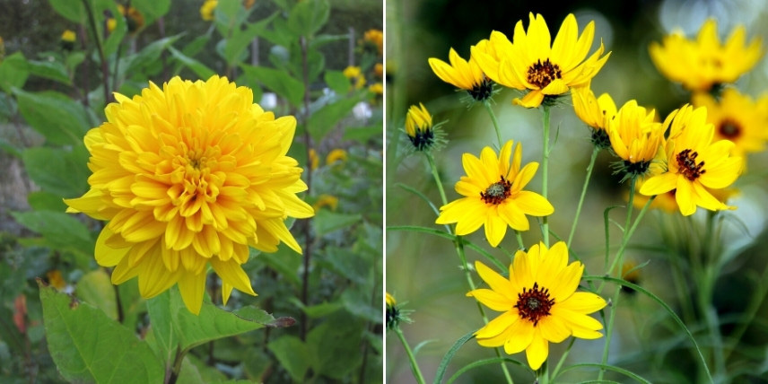 La floraison des Helianthus