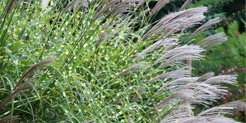 La floraison automnale du Miscanthus sinensis 'Zebrinus'