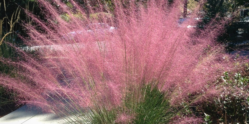 La floraison du Muhlenbergia