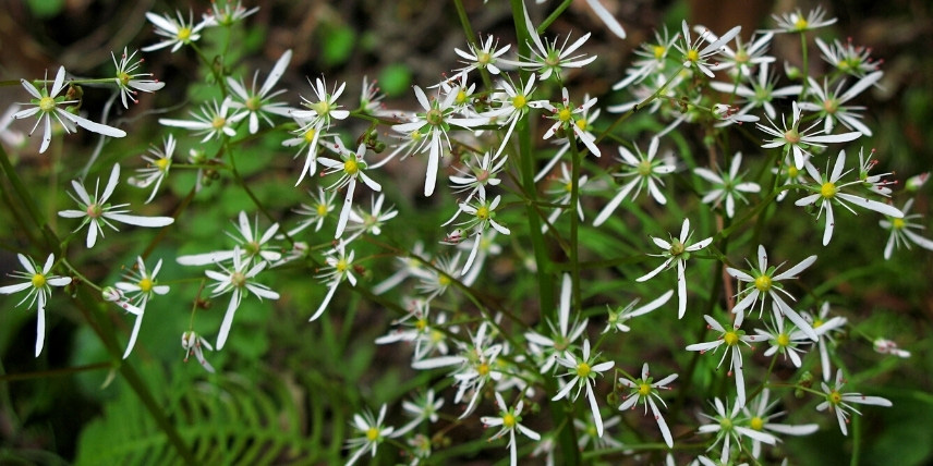 Les petites fleurs étoilées de la saxifrage fortunei