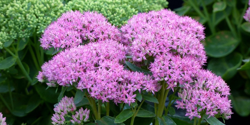 La floraison automnale du Sedum 'Carl'