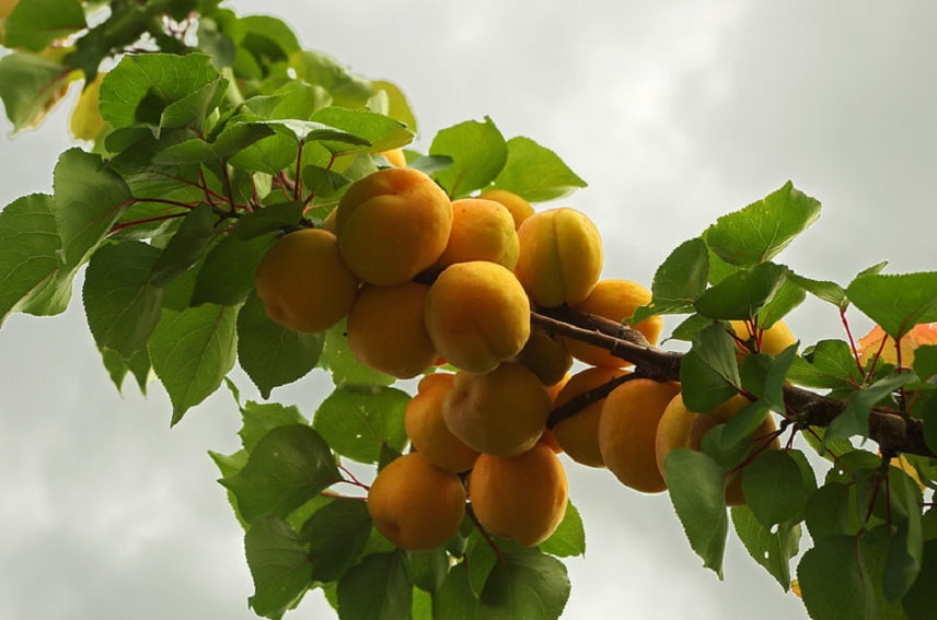 prunus armeniaca - abricotier 