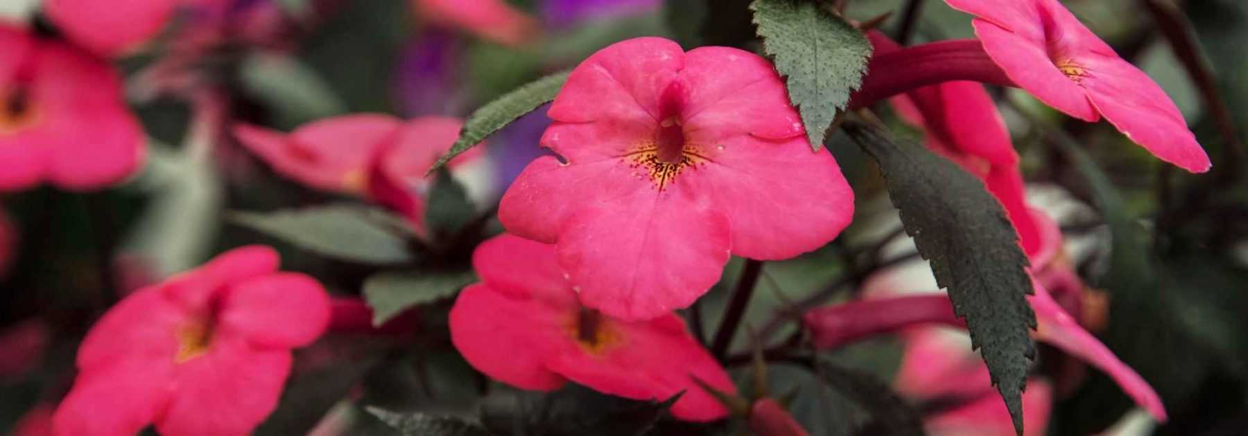 Achimène : planter, entretenir