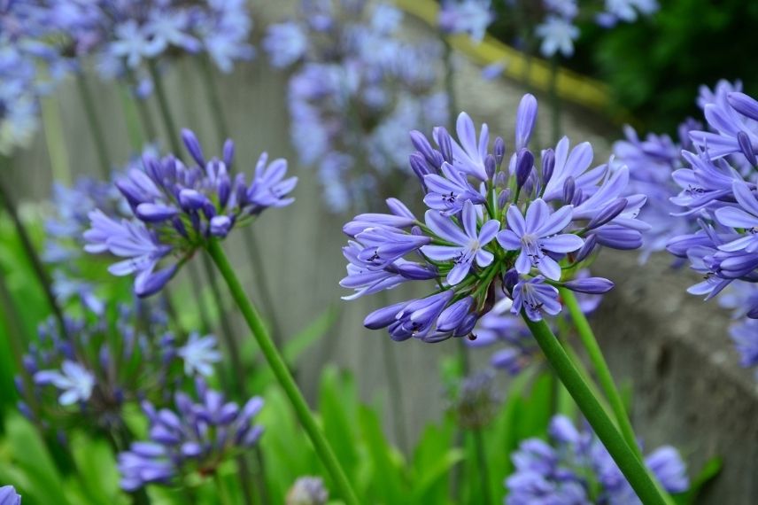 lis du Nil, agapanthe d’Afrique, tubéreuse bleue, fleurs en ombelle, grande agapanthe