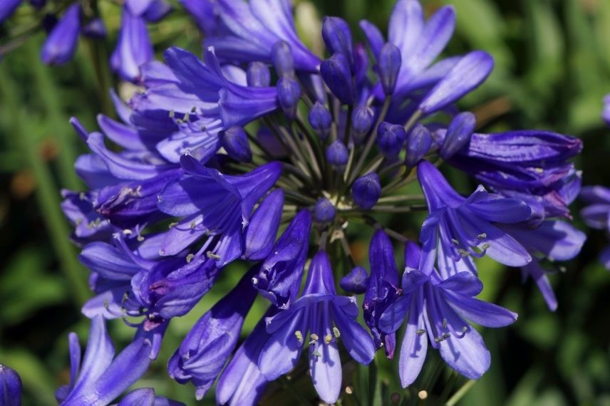 lis du Nil, agapanthe d’Afrique, tubéreuse bleue, fleurs en ombelle bleu saphire