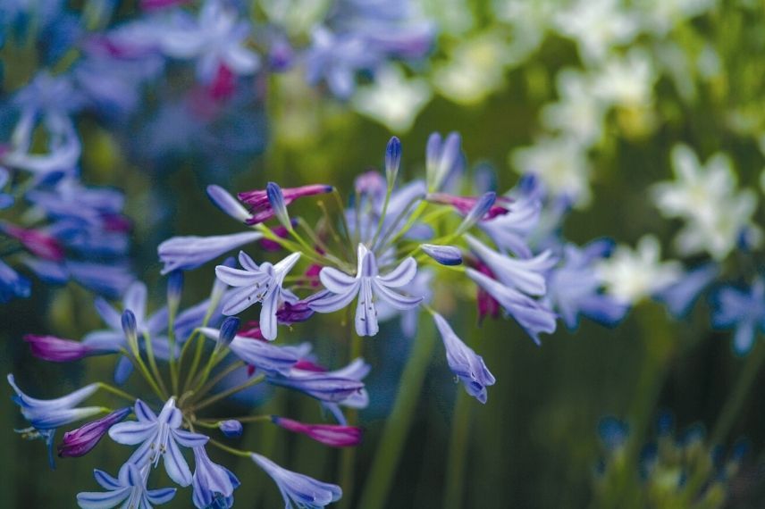 lis du Nil, agapanthe d’Afrique, tubéreuse bleue, petite agapanthe, fleurs en ombelle