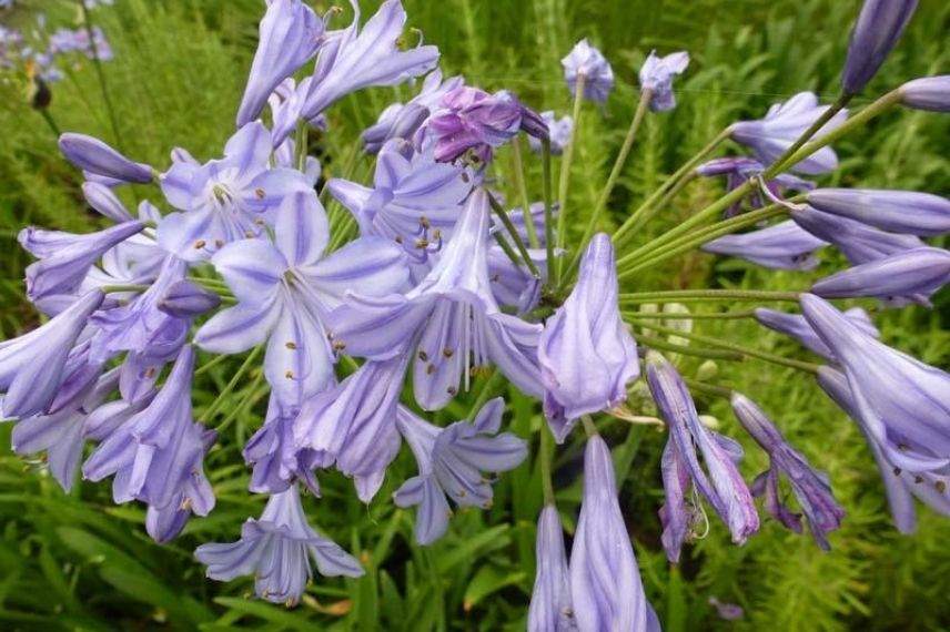 lis du Nil, agapanthe d’Afrique, tubéreuse bleue, fleurs en ombelle