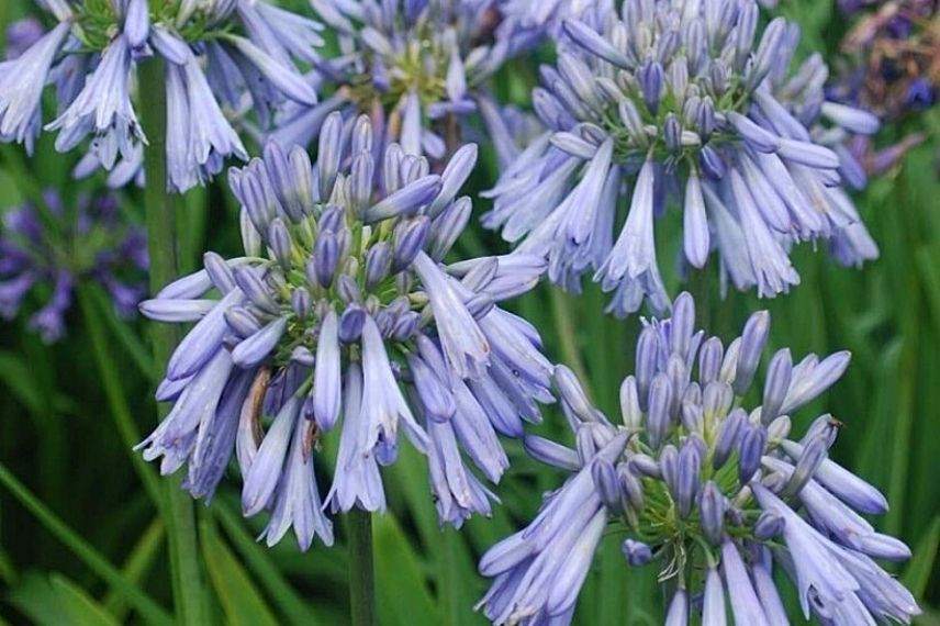 lis du Nil, agapanthe d’Afrique, tubéreuse bleue, ombelle de fleurs en trompettes