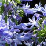 7 Agapanthes bleues