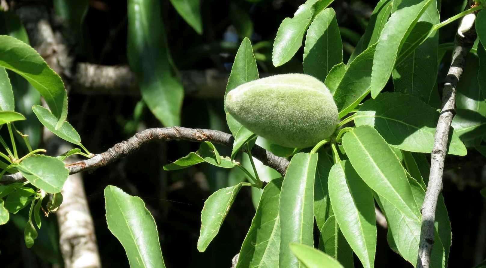 L'amandier : planter, tailler, récolter