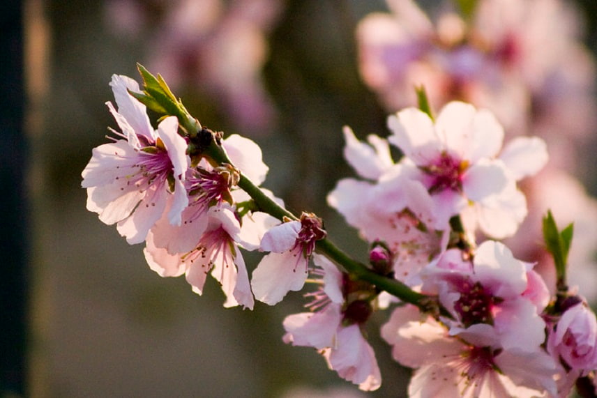 Prunus dulcis - amandier 