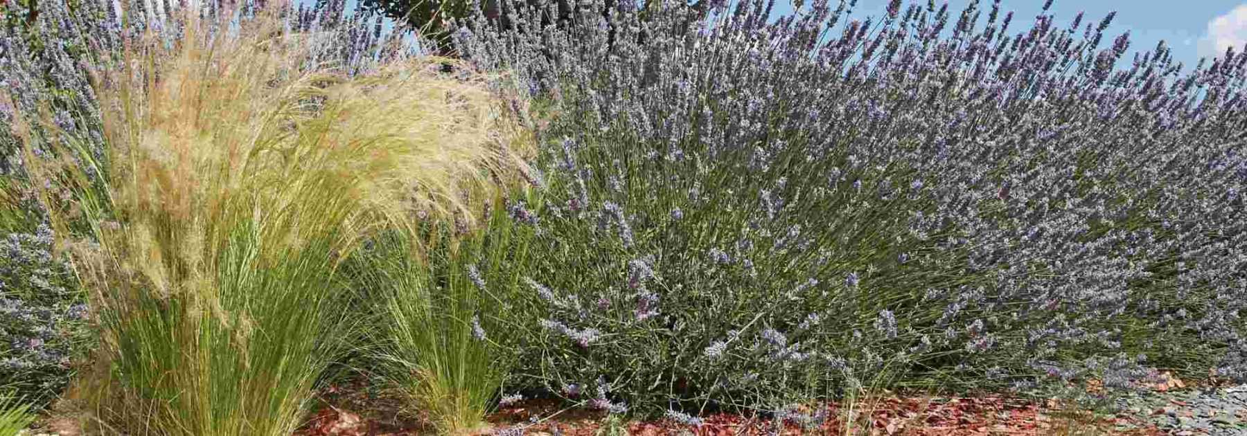 Aménager un jardin sans arrosage (ou presque)