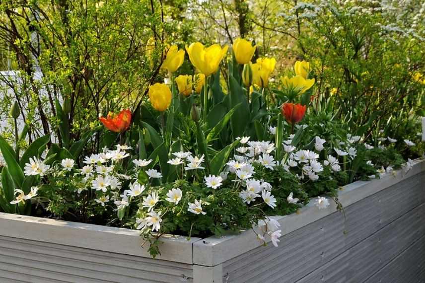 planter des anémones blanda en bac avec des plantes bulbeuses