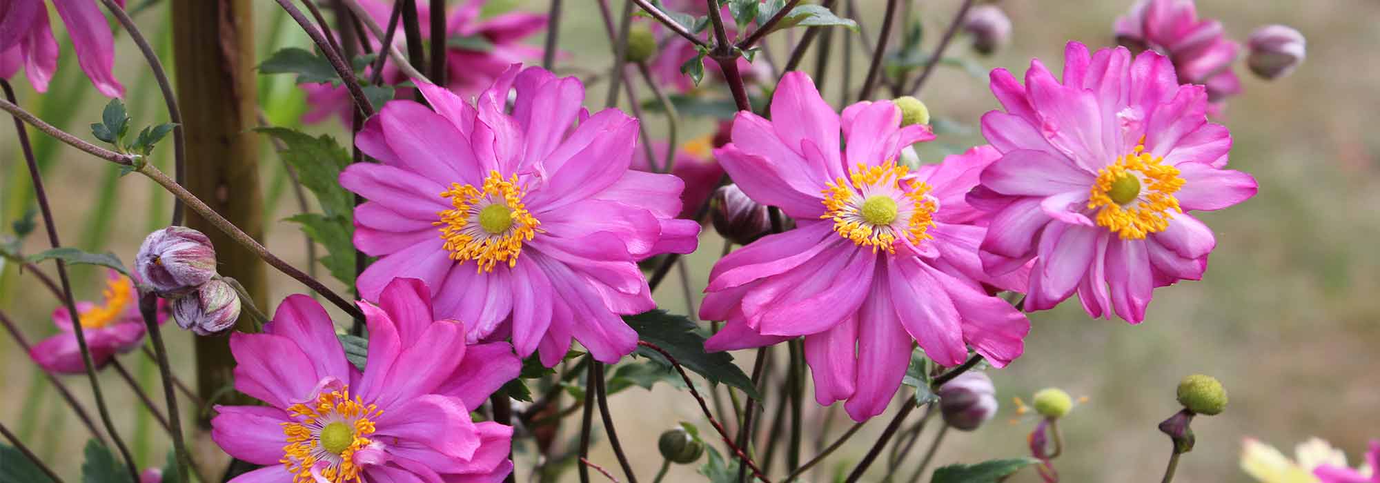Anémone japonaise à fleurs roses : 10 variétés à découvrir