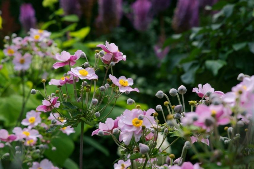 anemone hupehensis var japonica