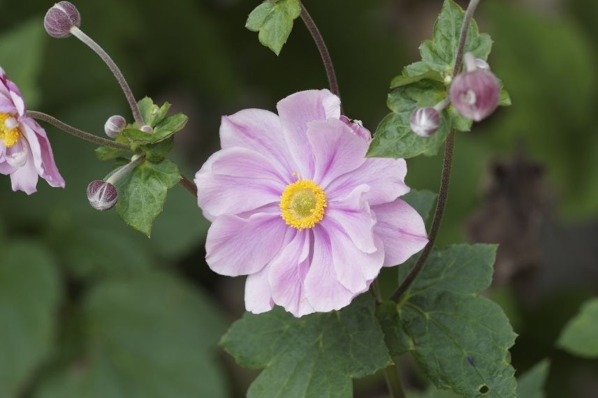 anemone konigin charlotte