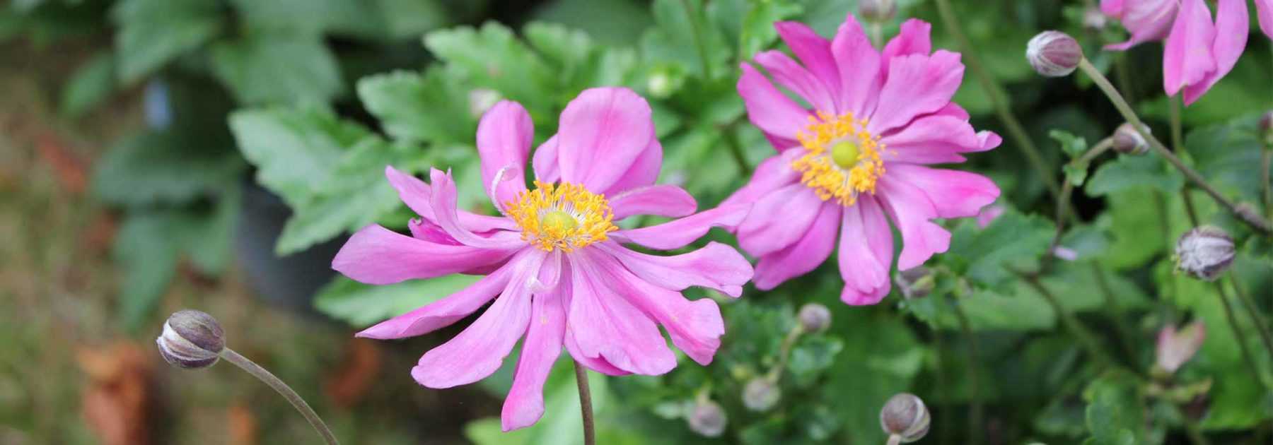 Anémones du Japon : 5 variétés à fleurs doubles