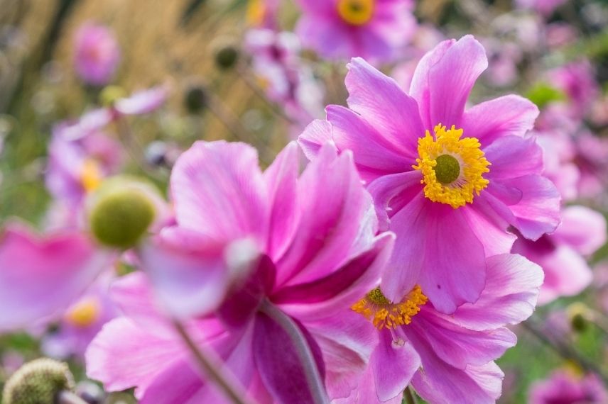 anemone tomentosa serenade