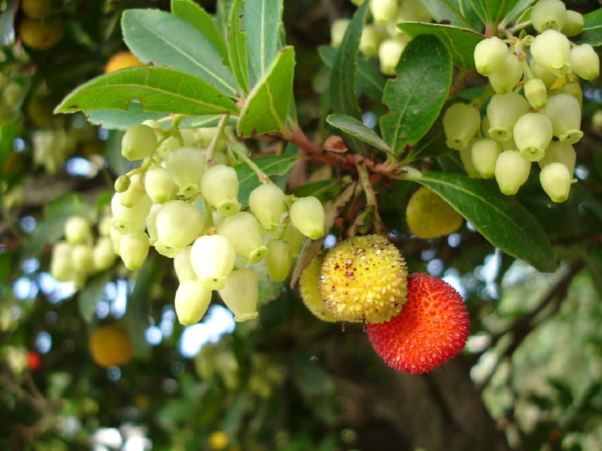 arbutus - arbousier