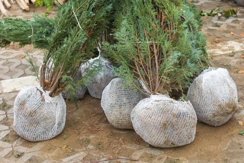 arbres et arbustes en motte