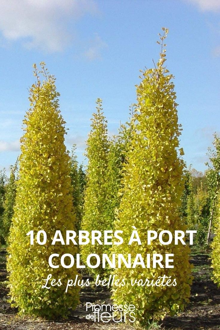 arbres port colonnaire