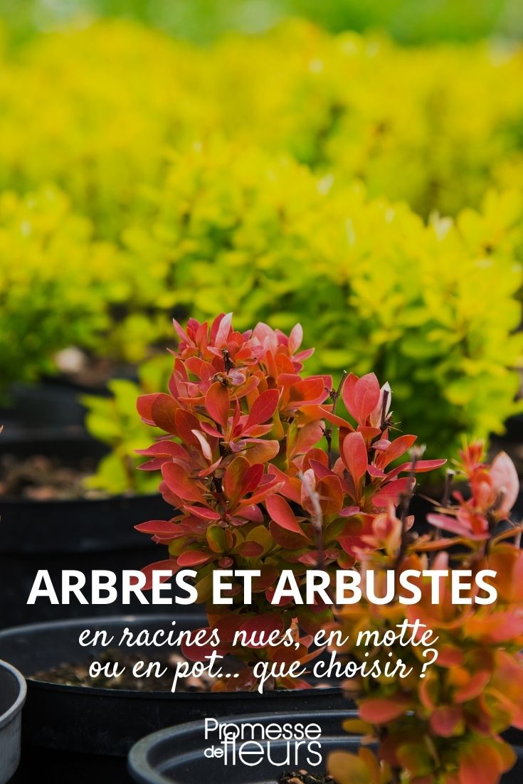 arbres et arbustes en racines nues, en motte ou en pot