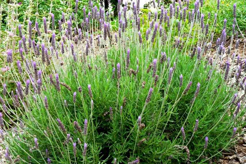 Lavandula dentata