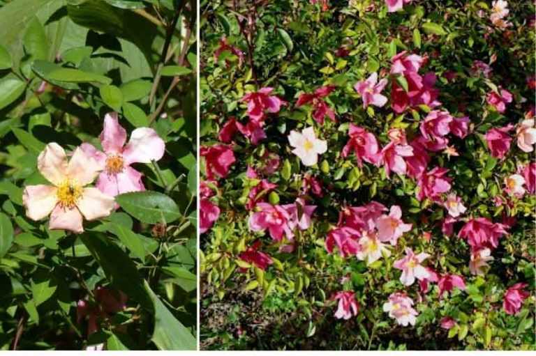 des-arbustes-r-sistants-a-la-s-cheresse-promesse-de-fleurs