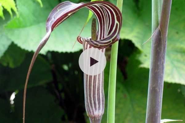 L'Arisaema ou plante cobra : le coup de coeur de Michael