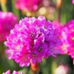 Comment cultiver l'Armeria en pot ?