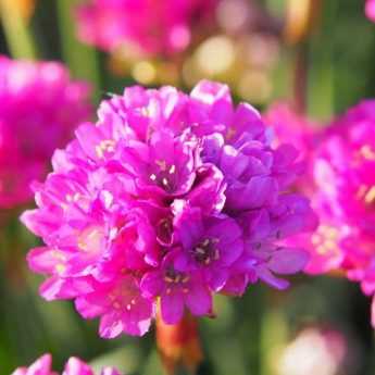 Comment cultiver l'Armeria en pot ?