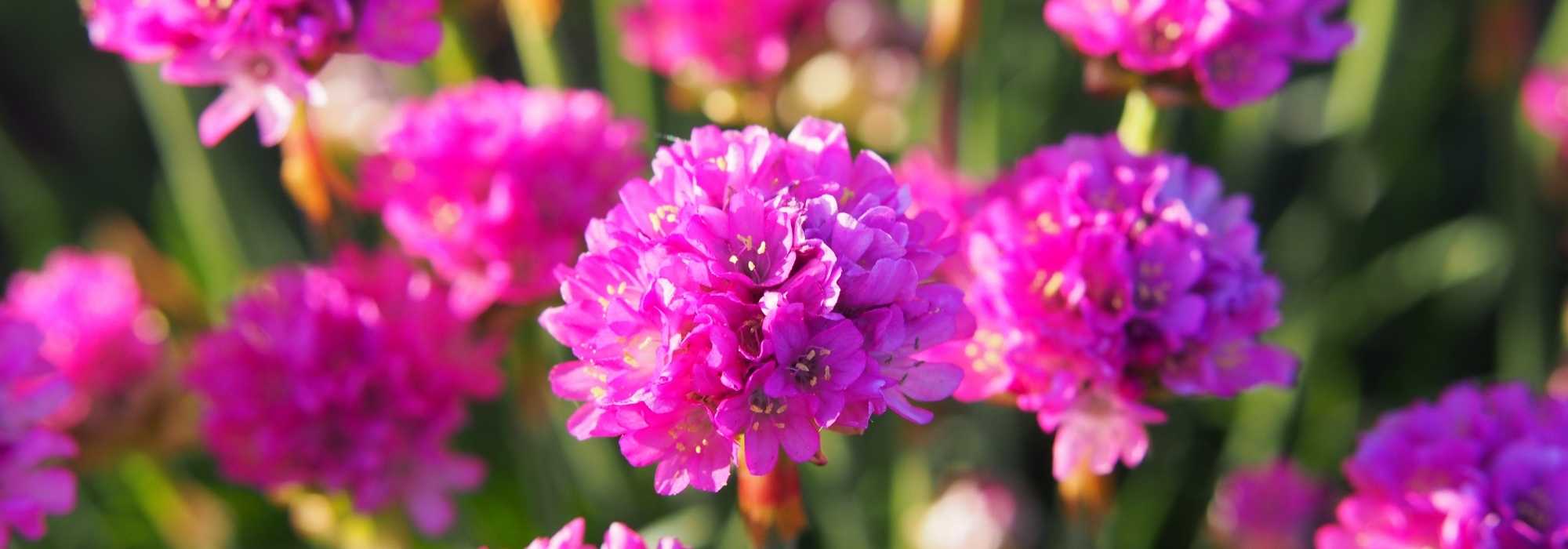 Comment cultiver l'Armeria en pot ?