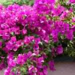 5 idées pour associer le bougainvillier