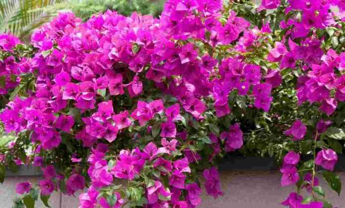 Bougainvillier rustique Violet de Mèze main image 1