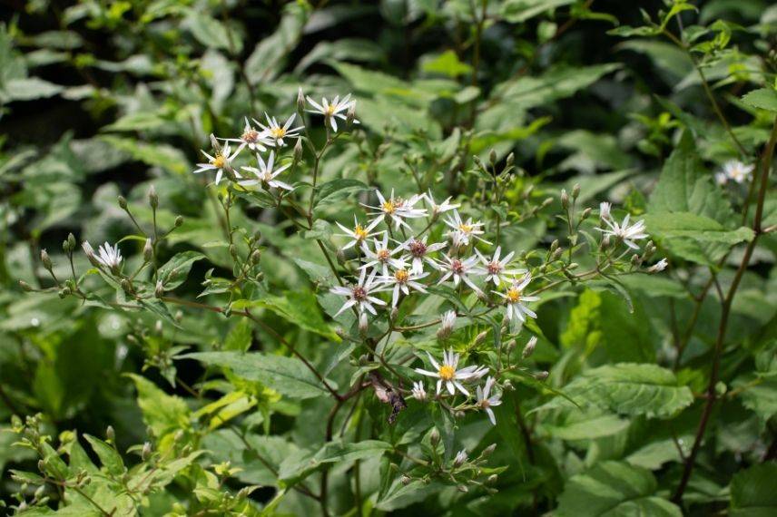 aster divaricatus