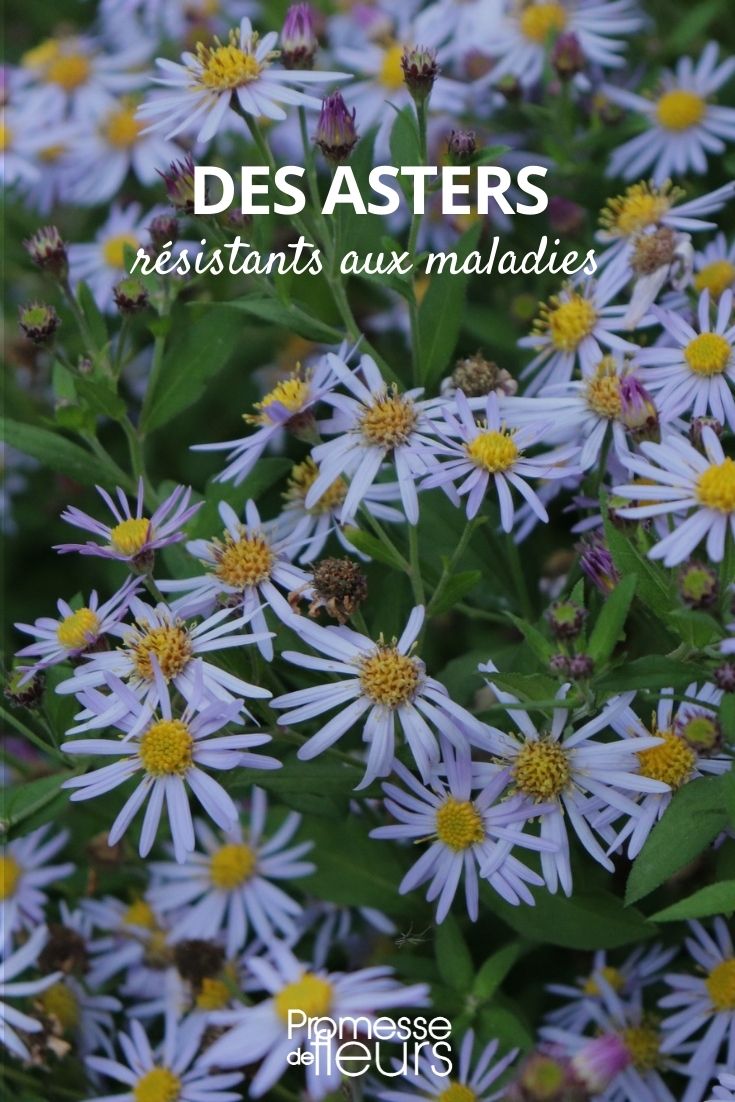 asters résistants aux maladies