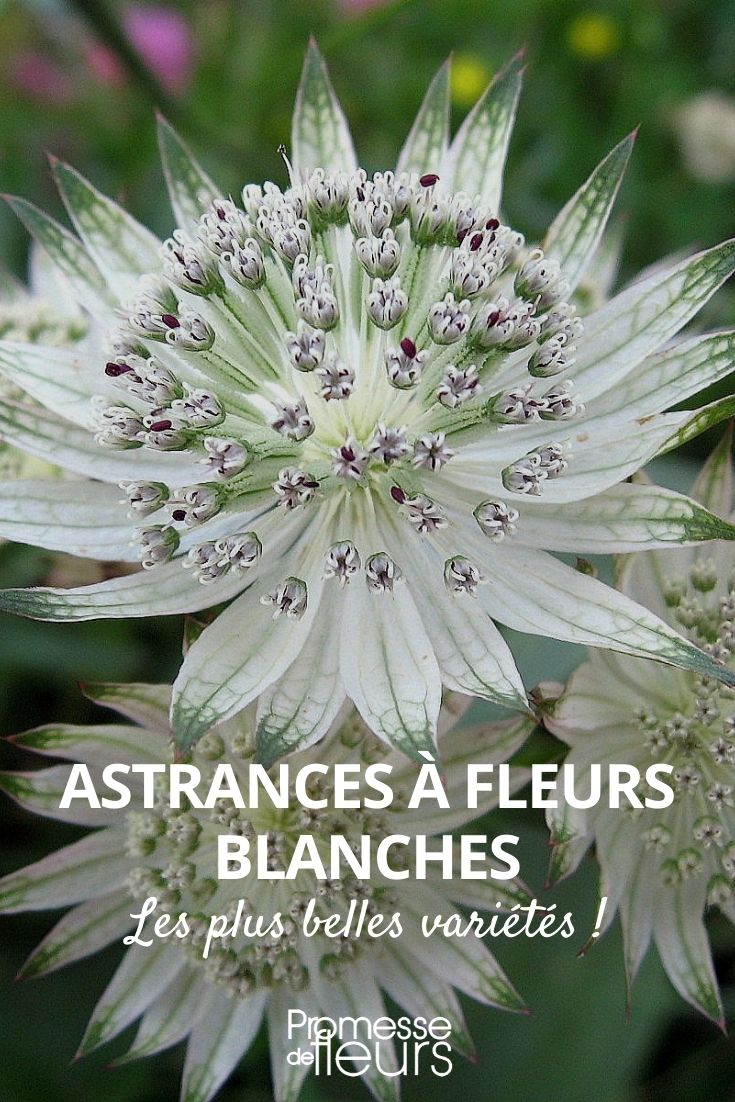 sélection d'astrances à fleurs blanches