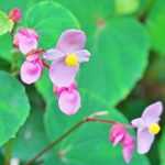 Retranscription vidéo : le Begonia grandis Evansiana