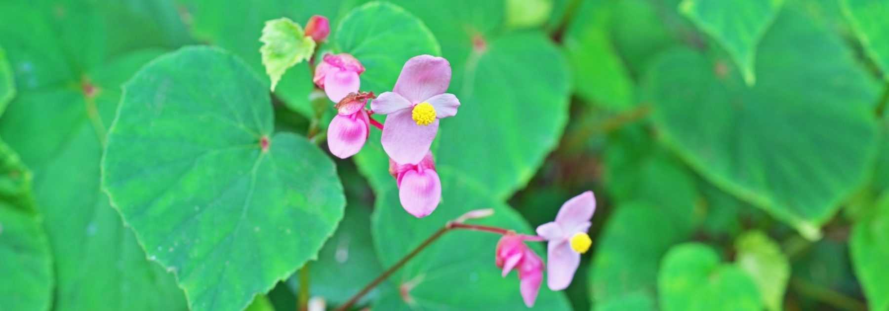 Retranscription vidéo : le Begonia grandis Evansiana