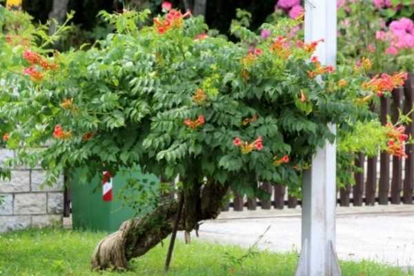 Comment tailler une bignone en arbre ?