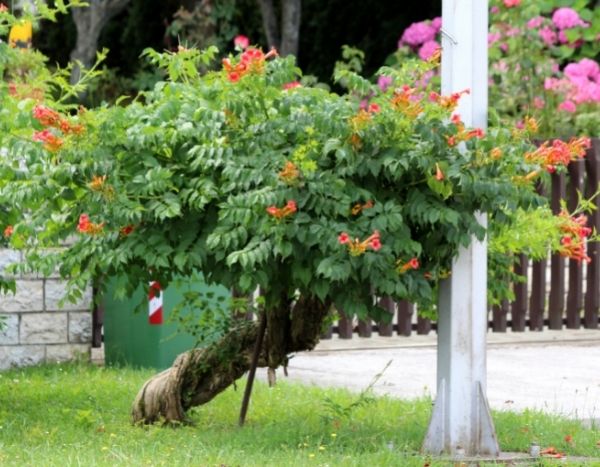 Comment tailler une bignone en arbre ?