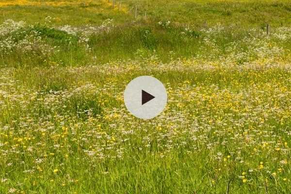 Biodiversité : Créer des refuges pour la nature