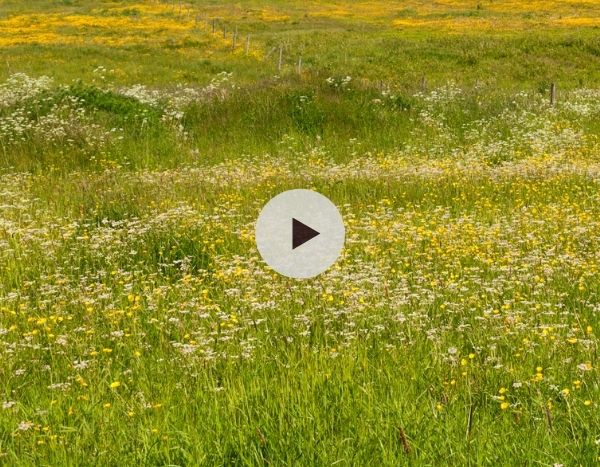 Biodiversité : Créer des refuges pour la nature