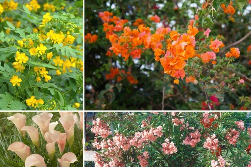 Association acidulée avec bougainvillier