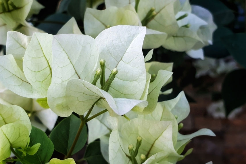 Bougainvillea spectabilis 'Blanc'